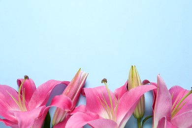 Beautiful pink lily flowers on light blue background, top view. Space for text