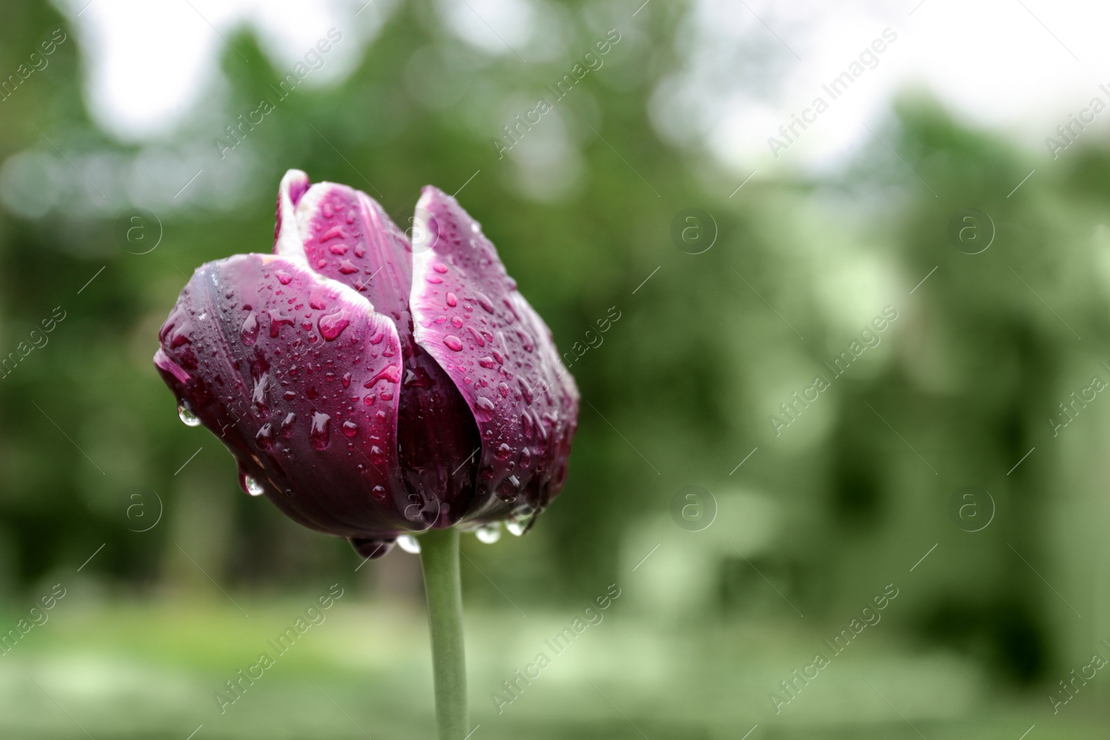 Photo of Beautiful tulip with rain drops in garden, closeup view