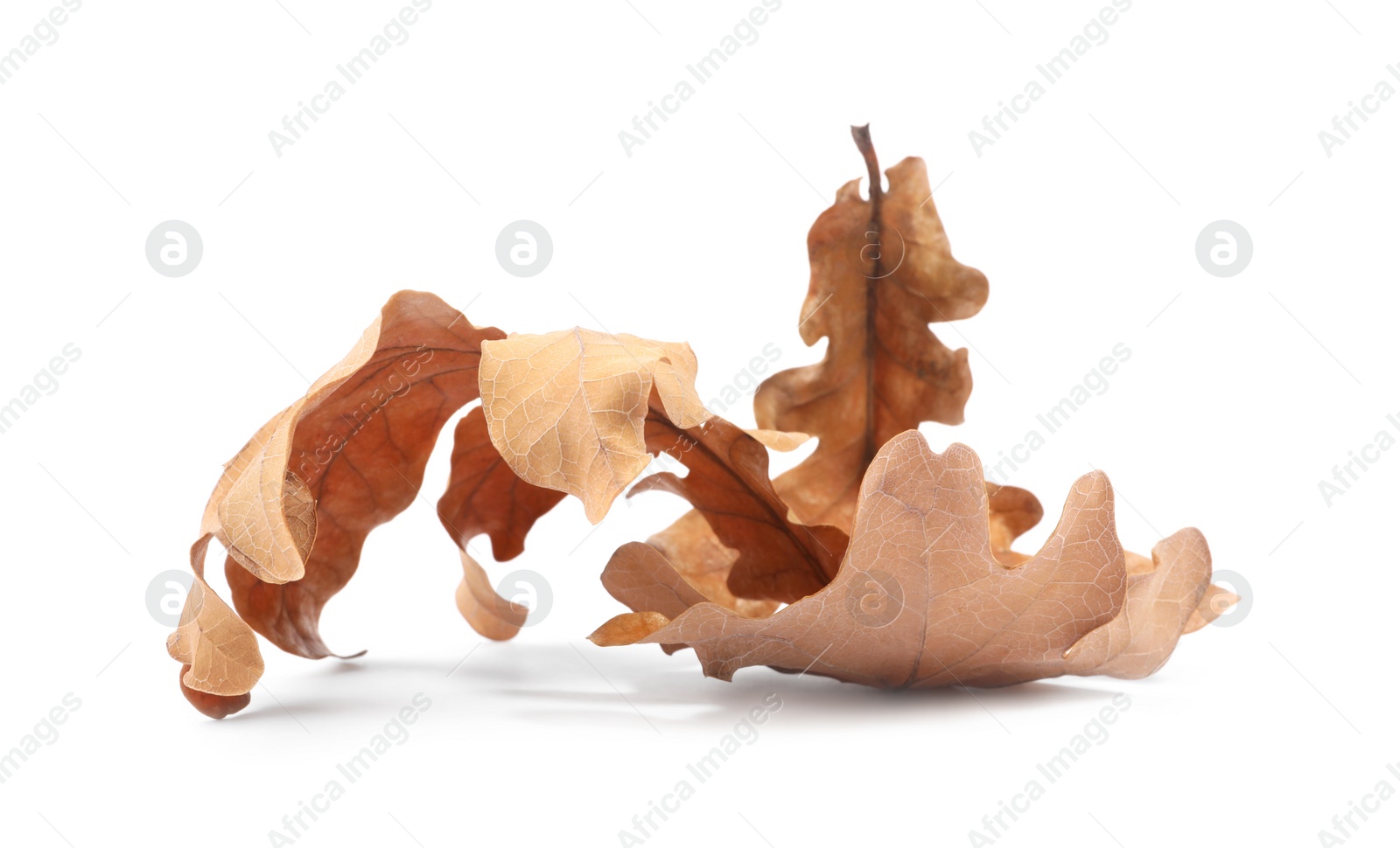 Photo of Autumn season. Dry oak leaves isolated on white