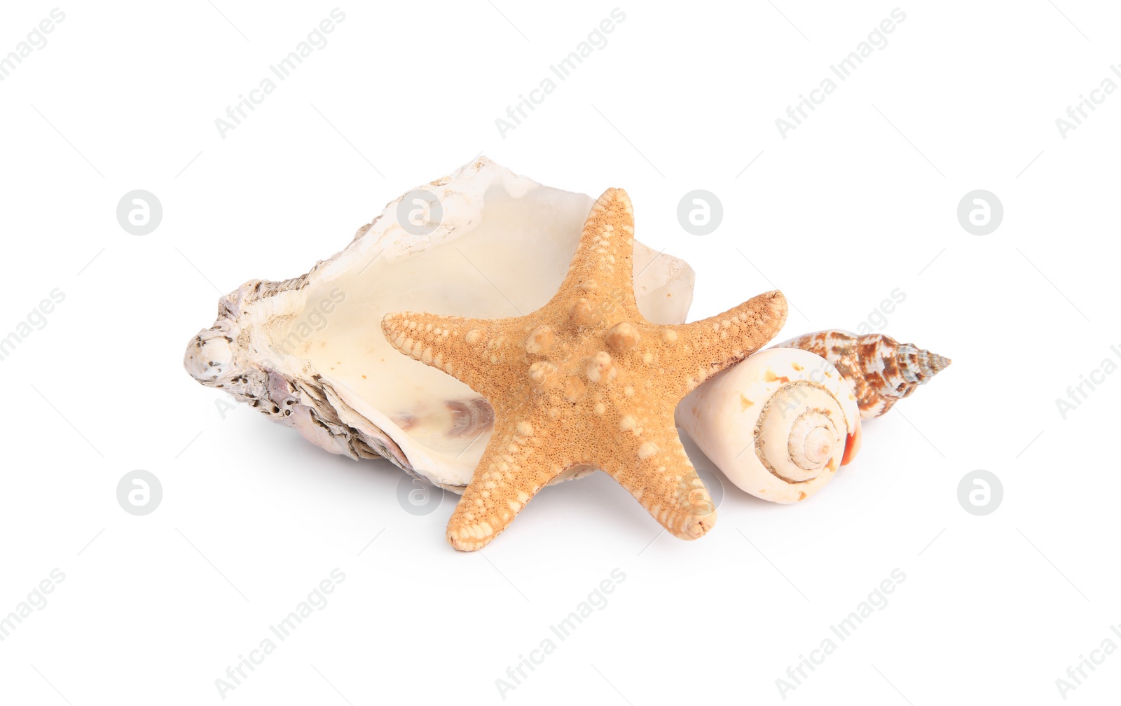 Photo of Beautiful sea star and shells isolated on white