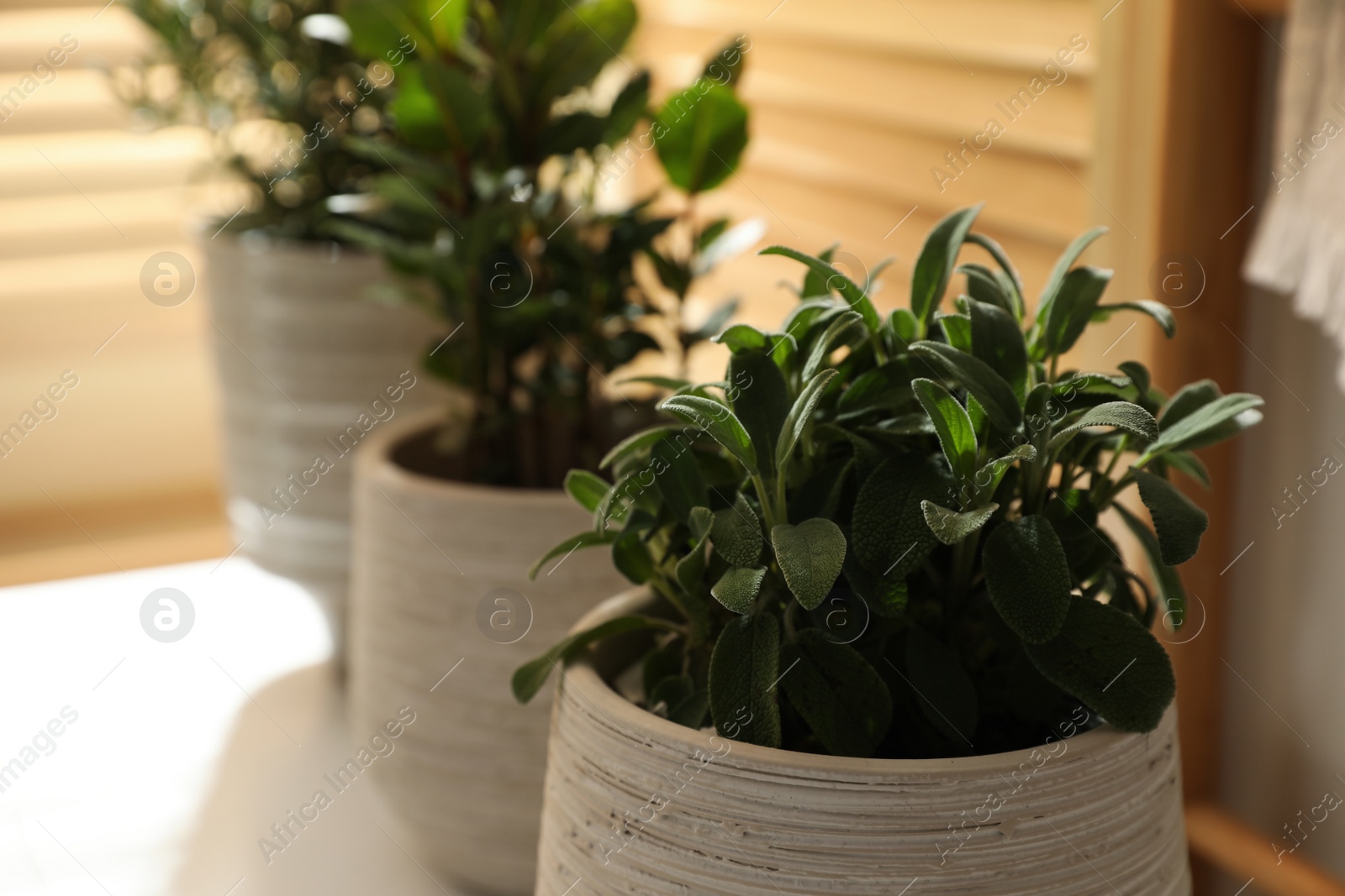 Photo of Different potted herbs on wooden table indoors, closeup