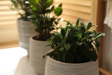 Photo of Different potted herbs on wooden table indoors, closeup