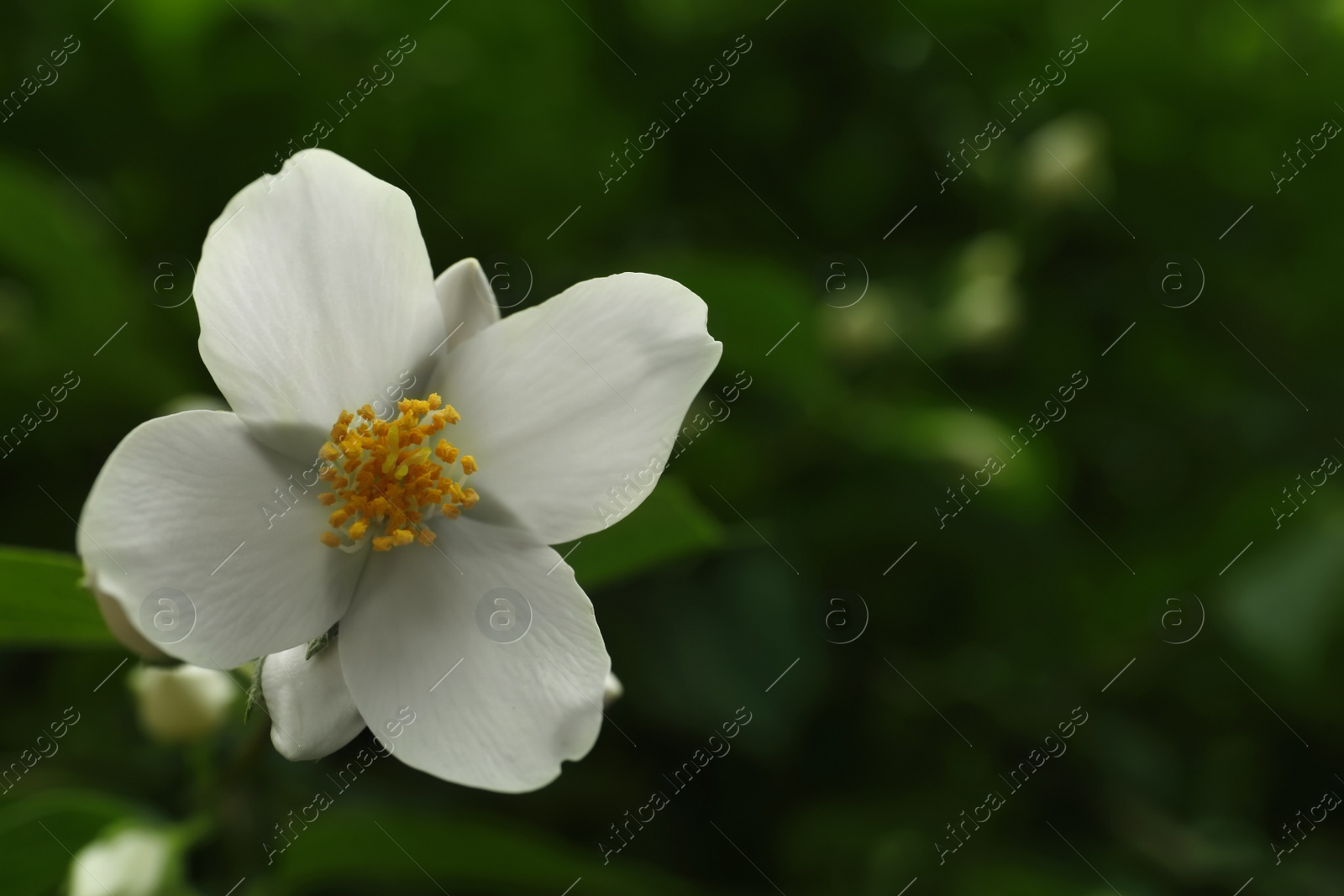 Photo of Closeup view of beautiful jasmine flower outdoors. Space for text