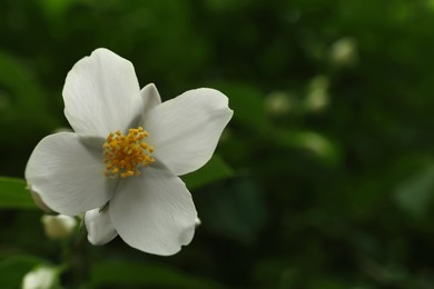 Photo of Closeup view of beautiful jasmine flower outdoors. Space for text