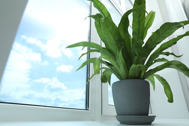 Photo of Beautiful asplenium plant in pot on windowsill indoors, low angle view. Space for text