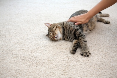 Woman stroking her cat while it resting on carpet at home