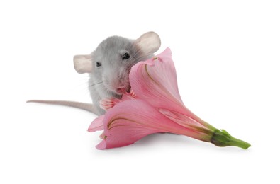 Small grey rat with flower on white background