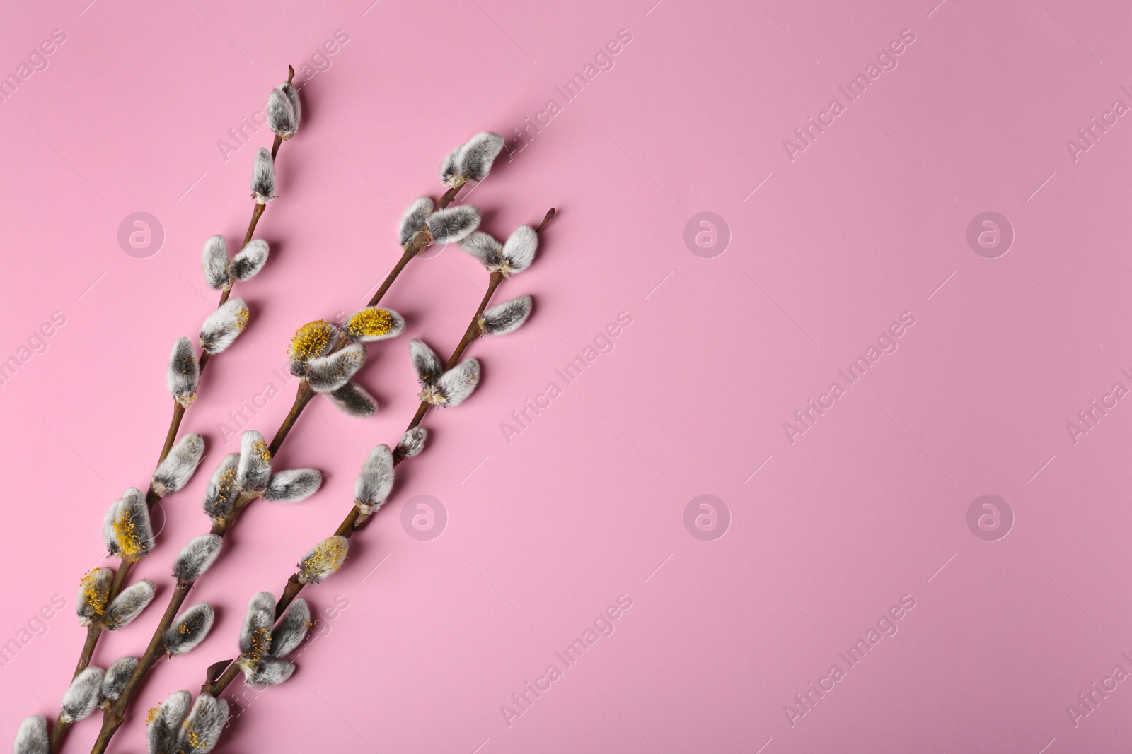 Photo of Beautiful blooming willow branches on pink background, top view. Space for text