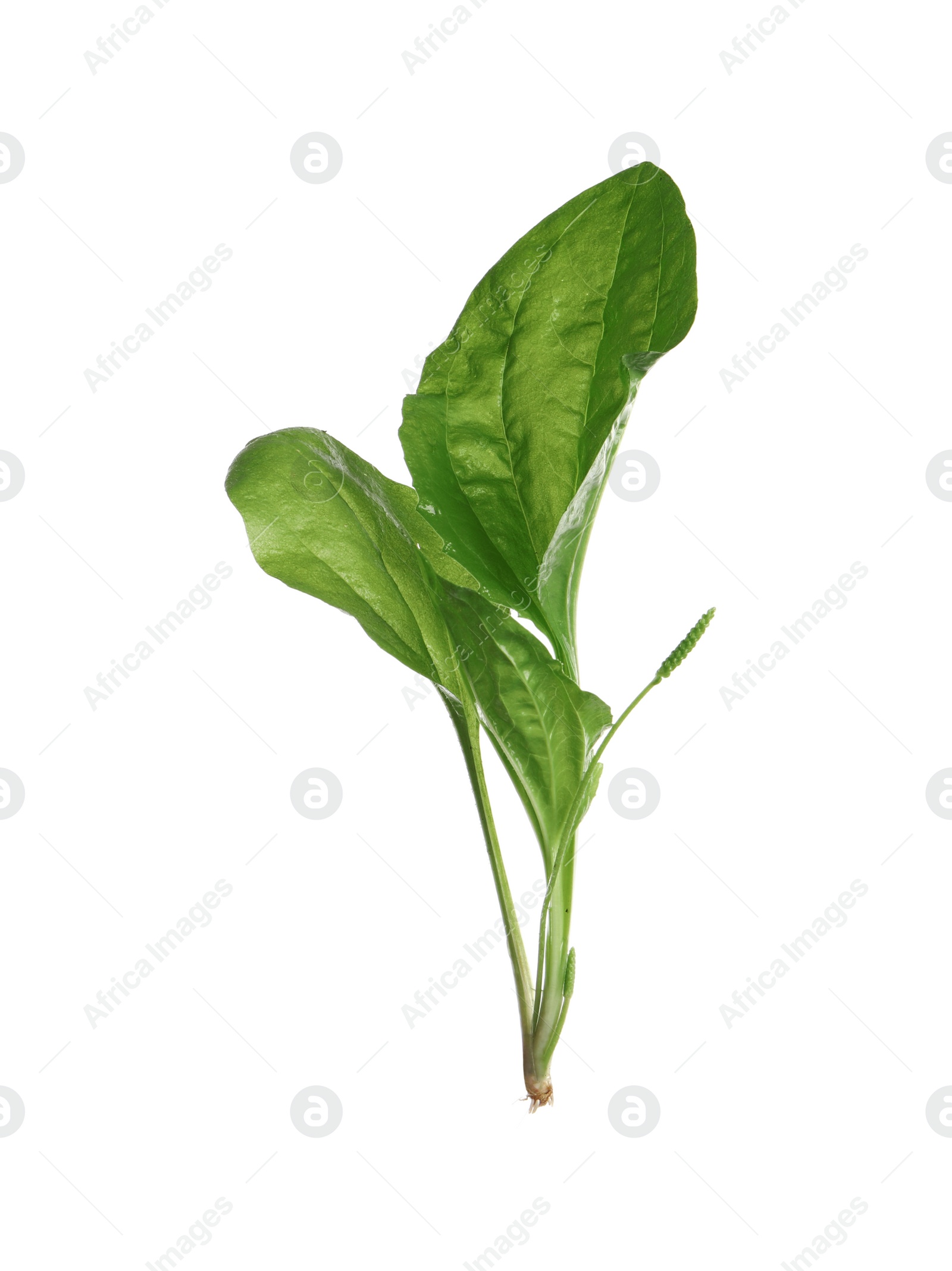 Photo of Green broadleaf plantain plant isolated on white