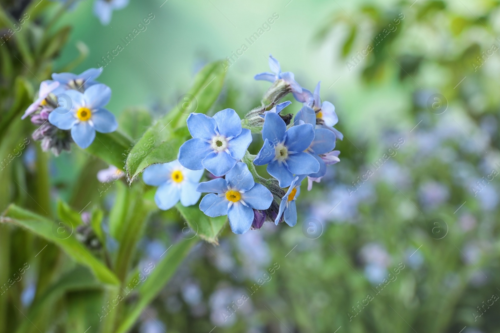 Photo of Amazing spring forget-me-not flowers as background, closeup view