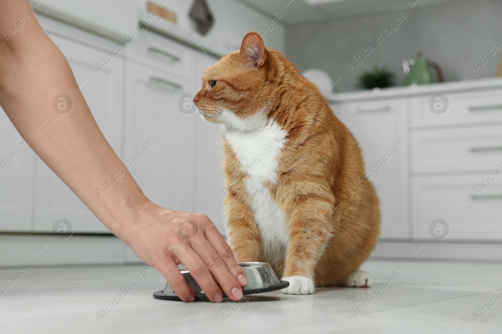 Photo of Woman feeding cute ginger cat in kitchen, closeup