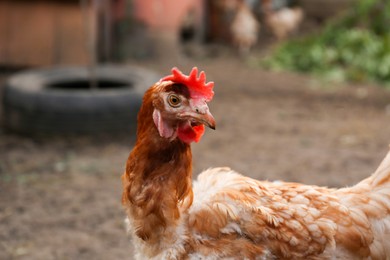 Photo of Beautiful brown hen in farmyard, closeup. Free range chicken