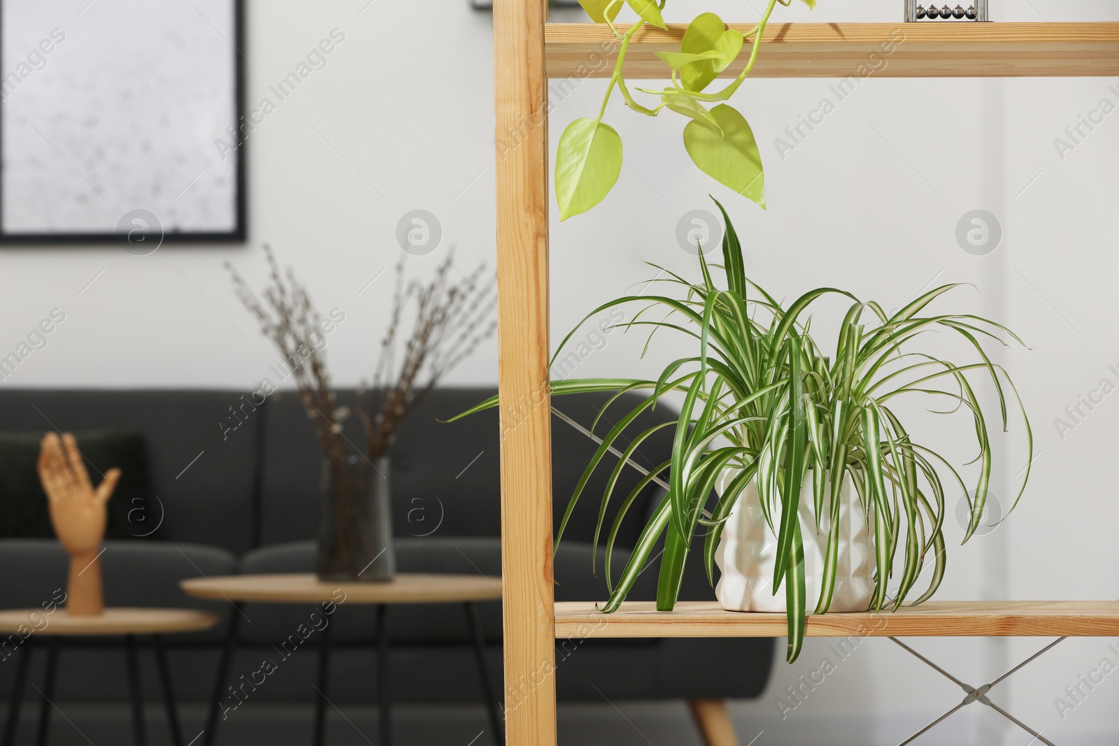 Photo of Stylish room interior with comfortable sofa and shelves with houseplants, space for text