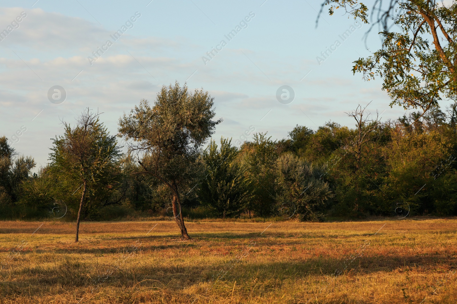 Photo of Picturesque view of beautiful park on sunny day