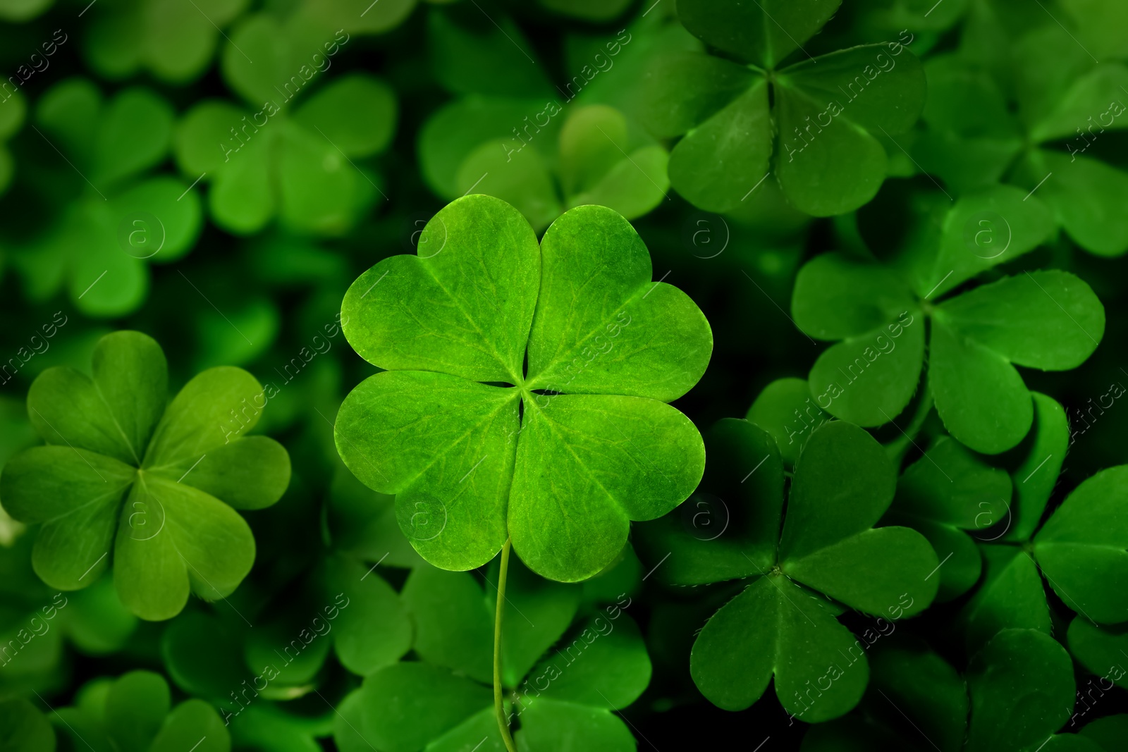 Image of Beautiful fresh green clover leaves, closeup view