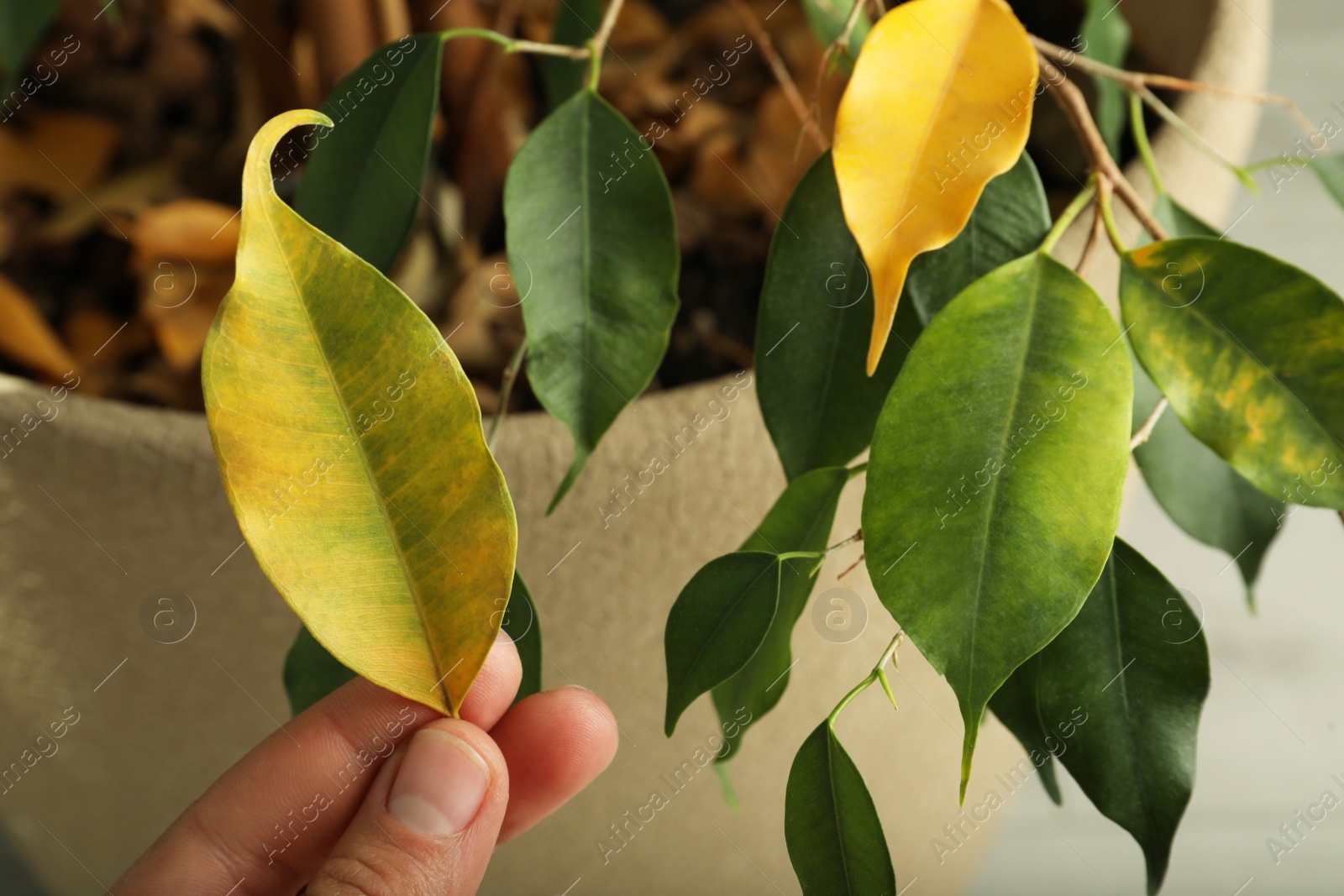 Photo of Woman with fallen yellow leaf near houseplant, closeup