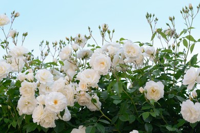 Beautiful blooming rose bush with white flowers outdoors