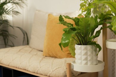 Photo of Beautiful green houseplants near comfortable bench indoors, space for text. Interior design