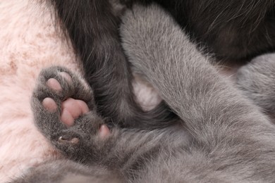 Photo of Cute fluffy kittens on faux fur, closeup. Baby animals