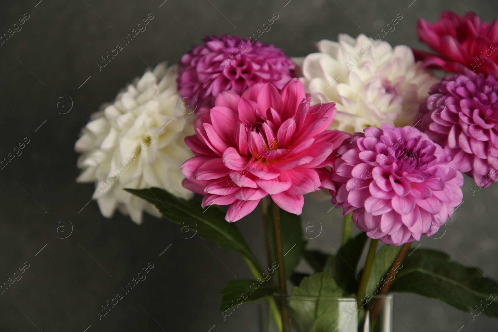 Bouquet of beautiful Dahlia flowers near dark grey wall, closeup Photo of Bouquet of beautiful Dahlia flowers near dark grey wall, closeup
