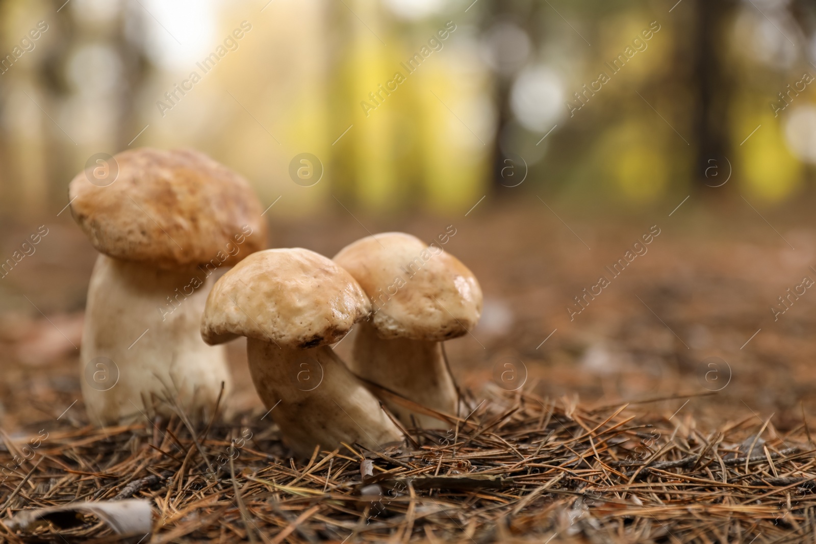 Photo of Wild mushrooms growing in autumn forest. Space for text