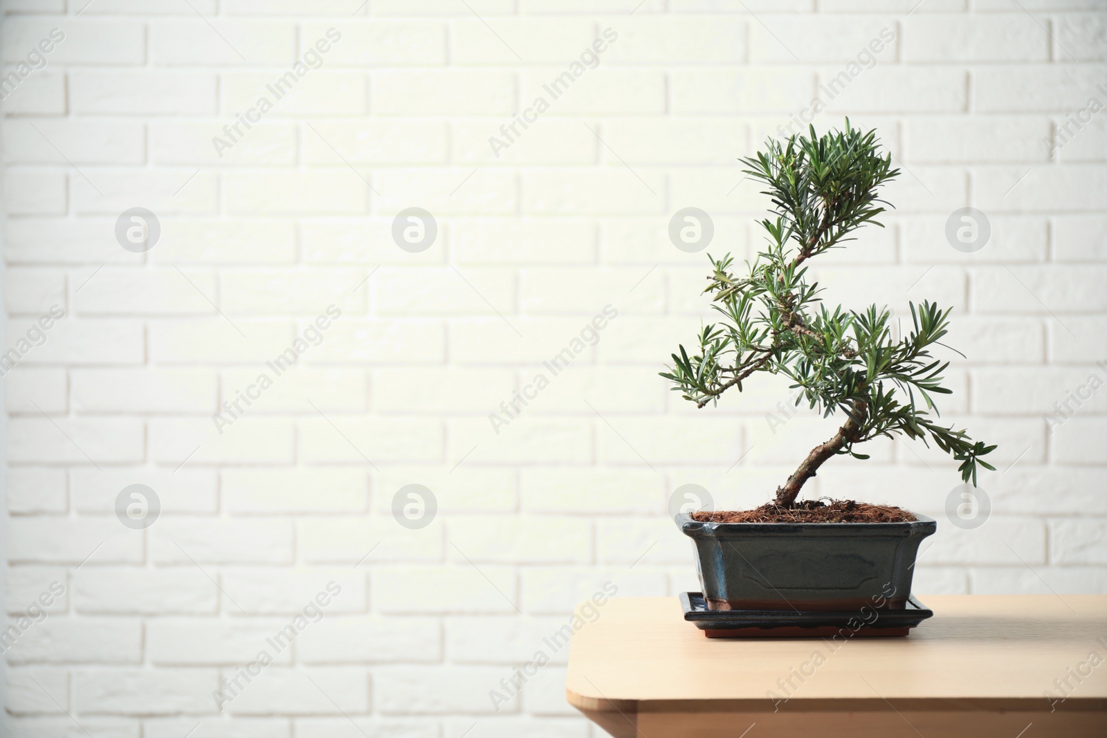 Photo of Japanese bonsai plant on wooden table, space for text. Creating zen atmosphere at home