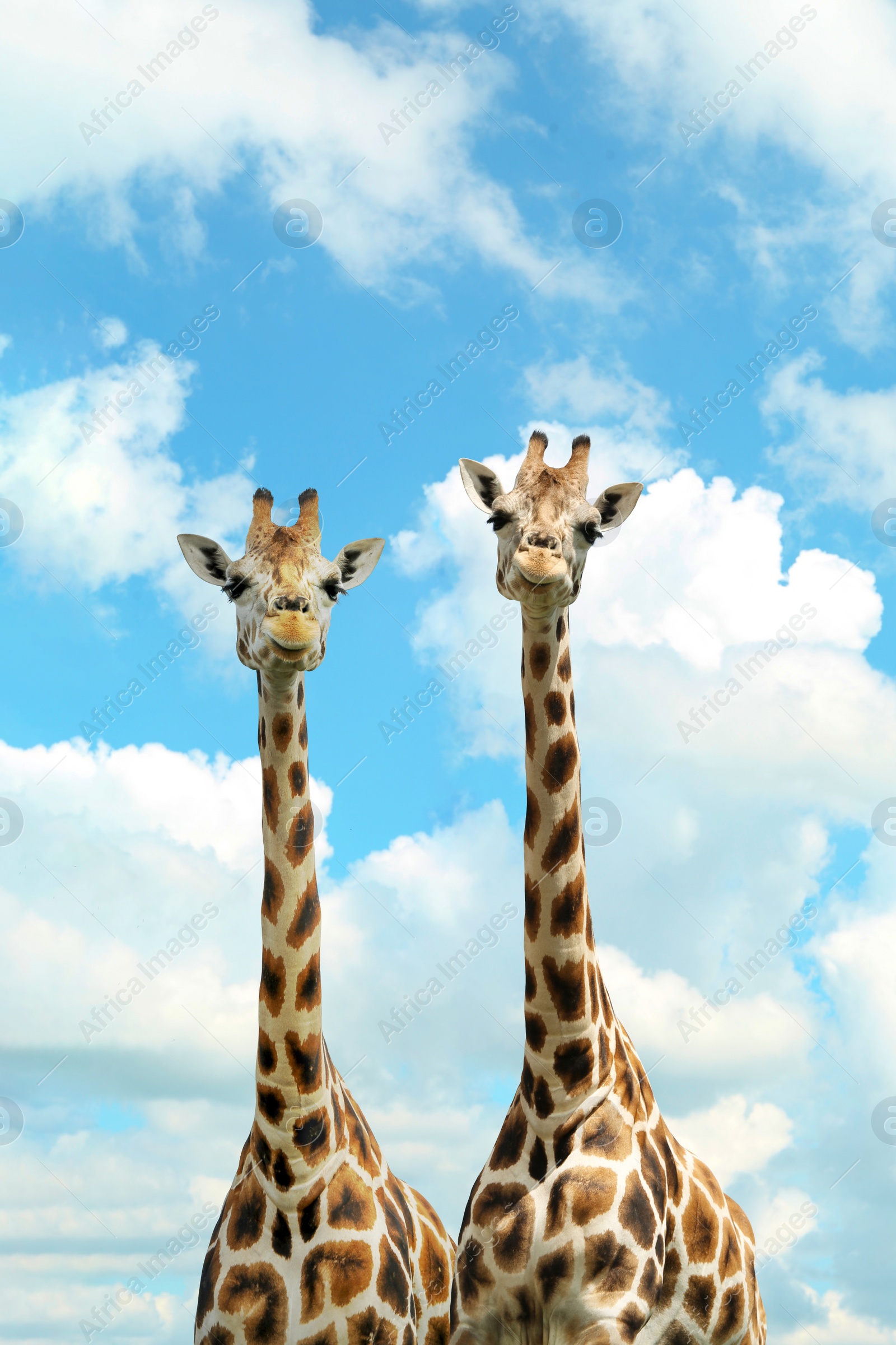 Image of Cute giraffes against cloudy sky. African fauna