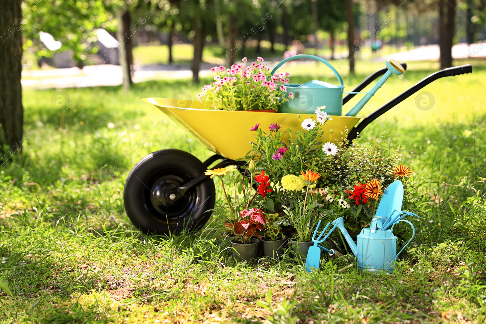 Photo of Wheelbarrow with gardening tools and flowers on grass outside