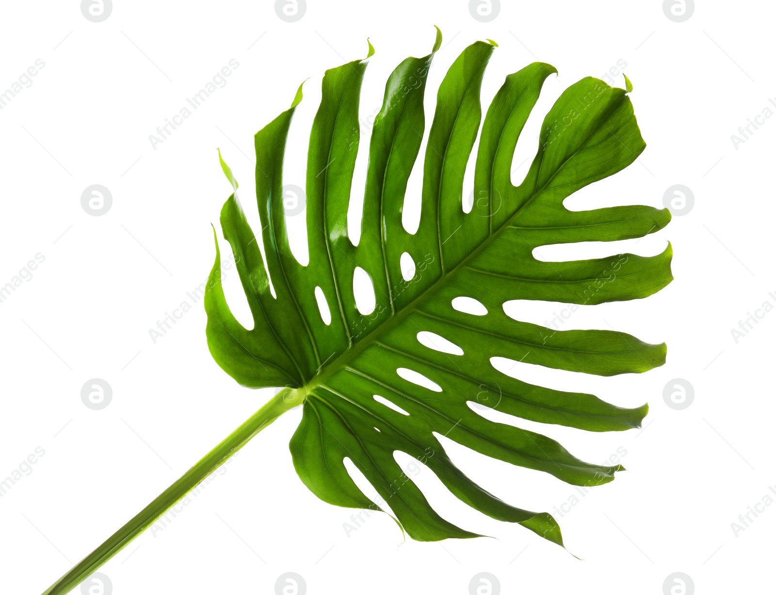 Photo of Fresh tropical monstera leaf on white background