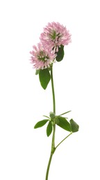 Beautiful blooming clover plant isolated on white