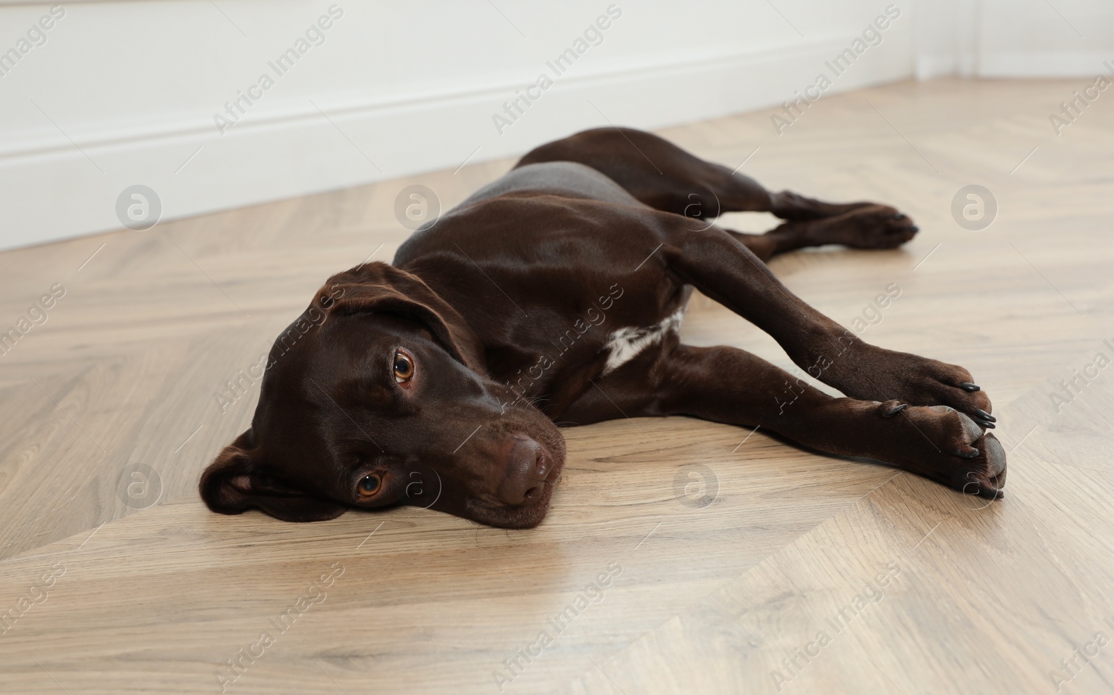 Photo of Cute German Shorthaired Pointer dog resting on warm floor. Heating system