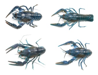 Set of blue crayfishes isolated on white, top view