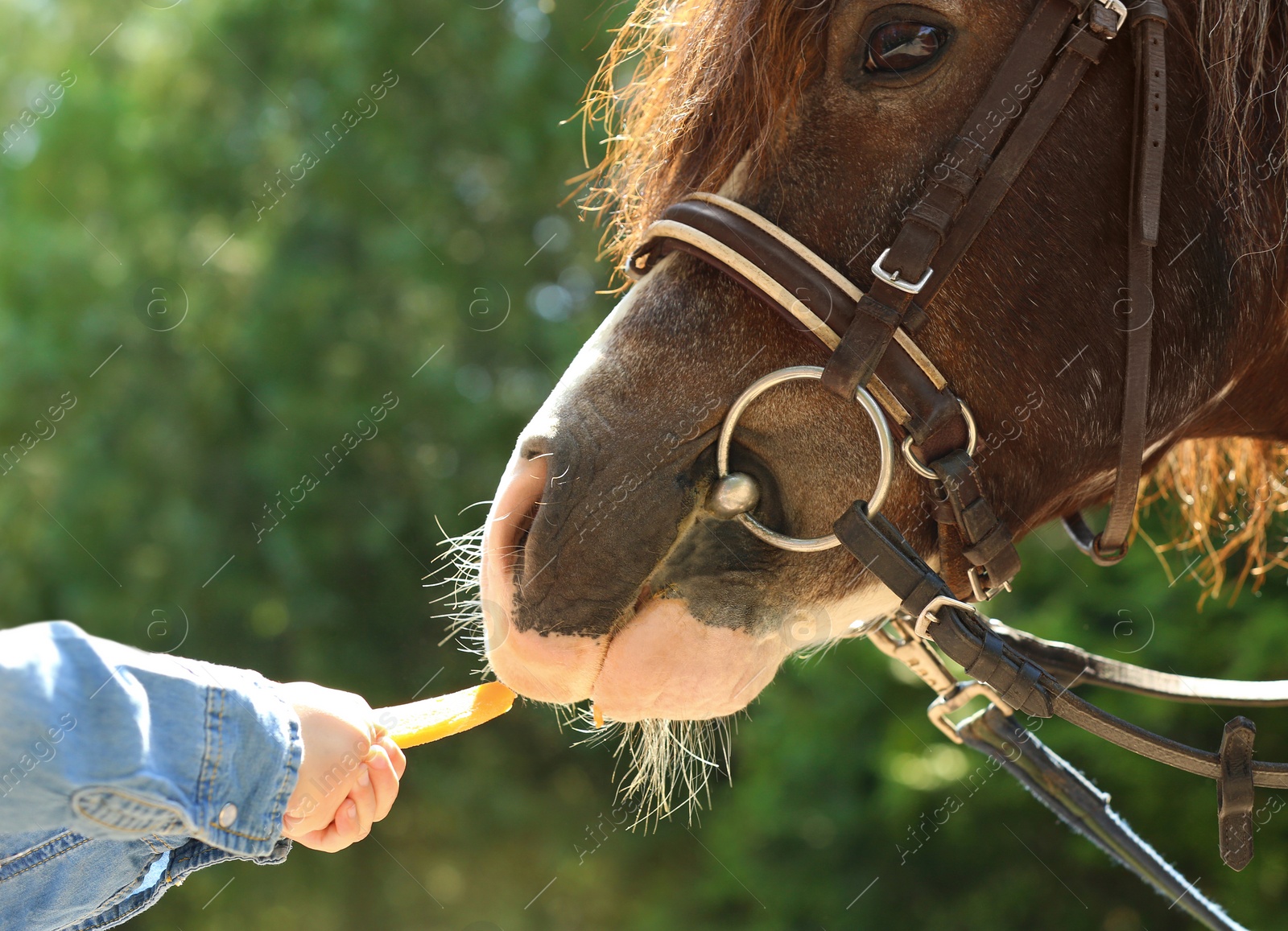 Photo of Little girl feeding her pony with carrot in green park, closeup