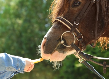 Little girl feeding her pony with carrot in green park, closeup