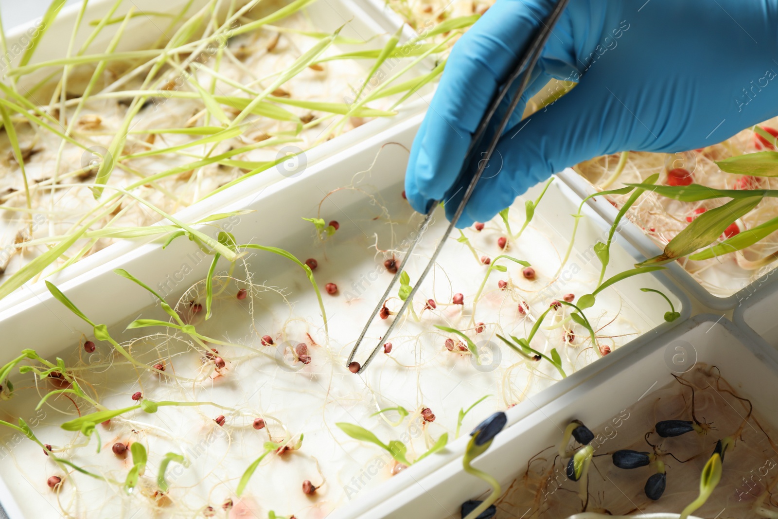Photo of Scientist taking sprouted corn seed from container with tweezers, closeup. Laboratory analysis