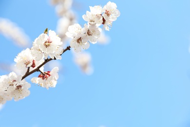 Photo of Beautiful apricot tree branch with tiny tender flowers against blue sky, space for text. Awesome spring blossom