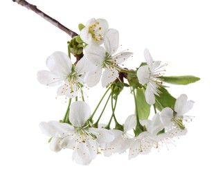 Spring branch with beautiful blossoms and leaves isolated on white