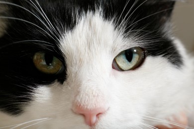 Photo of Closeup view of black and white cat with beautiful green eyes