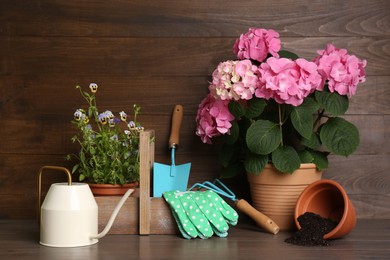 Beautiful blooming plants, gardening tools and accessories on wooden table