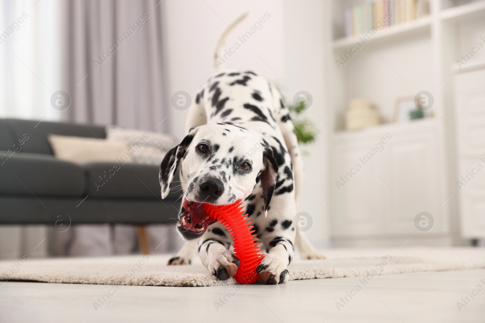 Photo of Adorable Dalmatian dog playing with toy indoors. Lovely pet