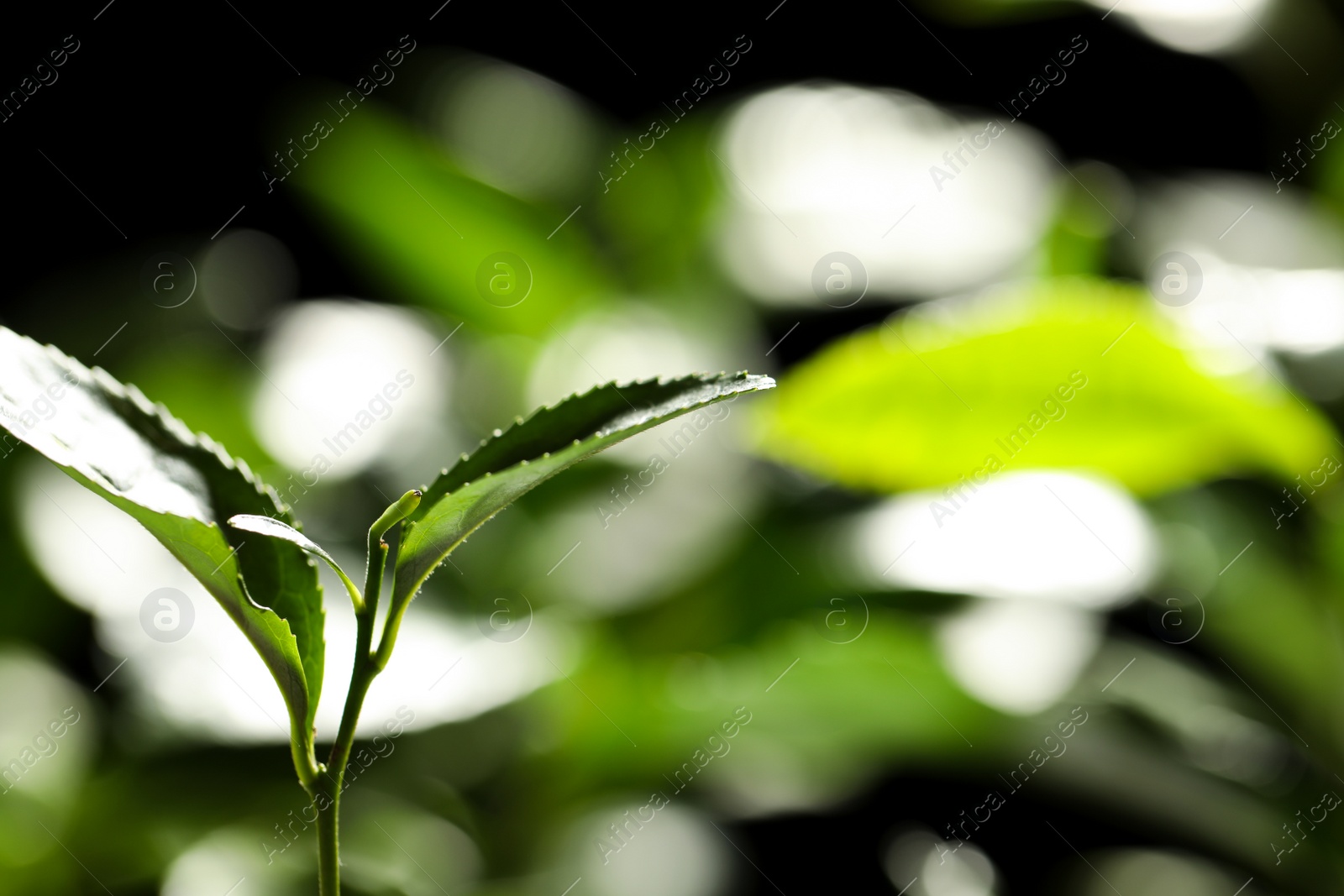 Photo of Closeup view of green tea plant against dark background. Space for text