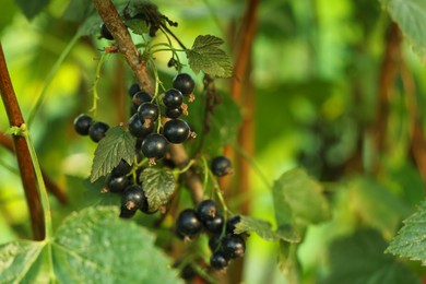 Ripe blackcurrants growing on bush outdoors, closeup