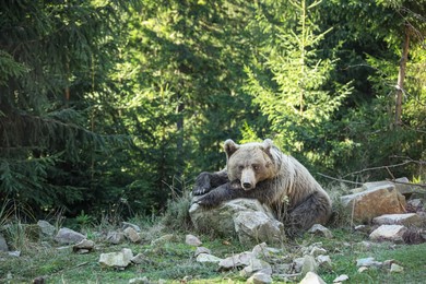 Brown bear in forest, space for text. Wild animal