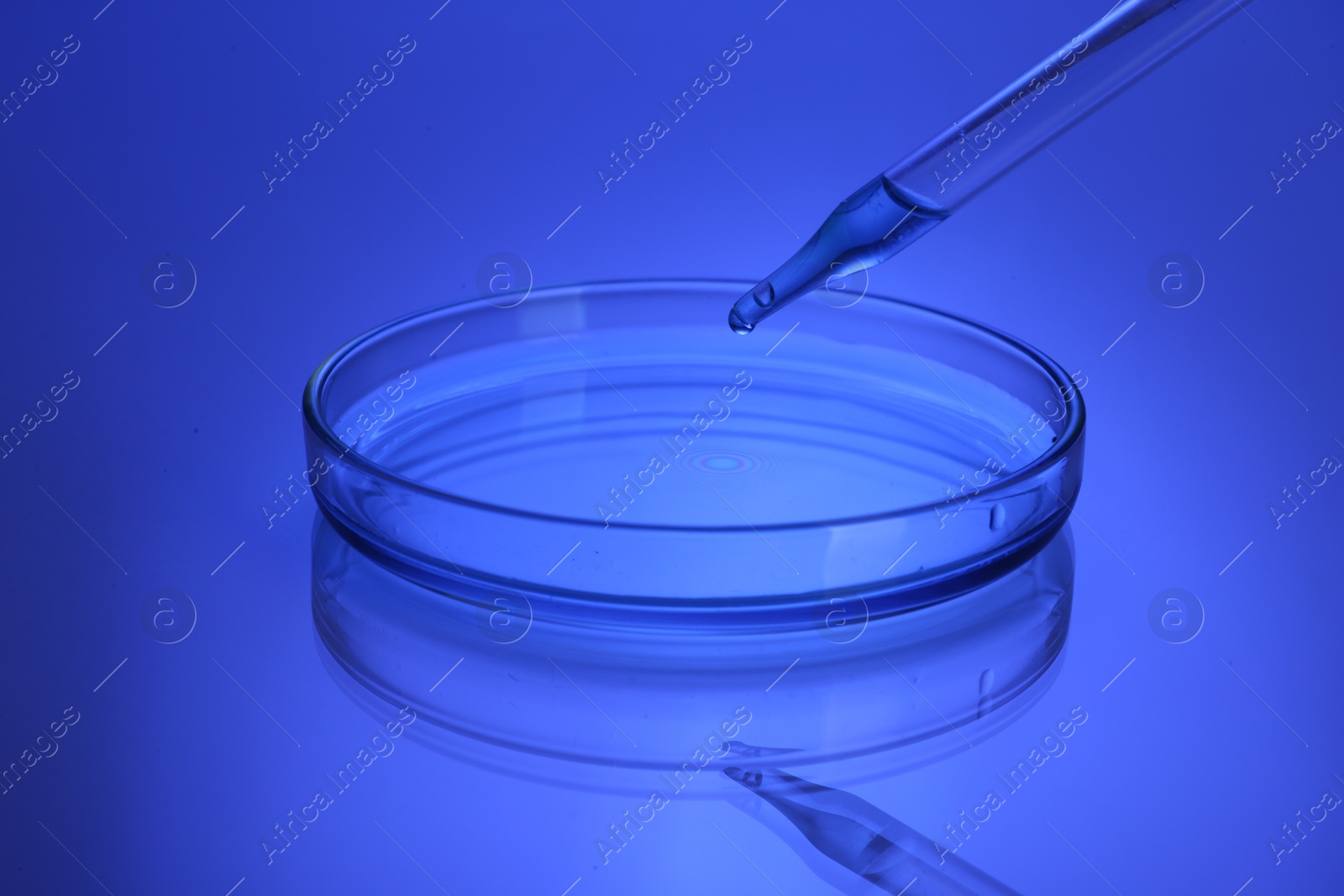 Photo of Dripping reagent into Petri dish with sample on table, toned in blue