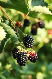 Photo of Ripe blackberries growing on bush outdoors, closeup