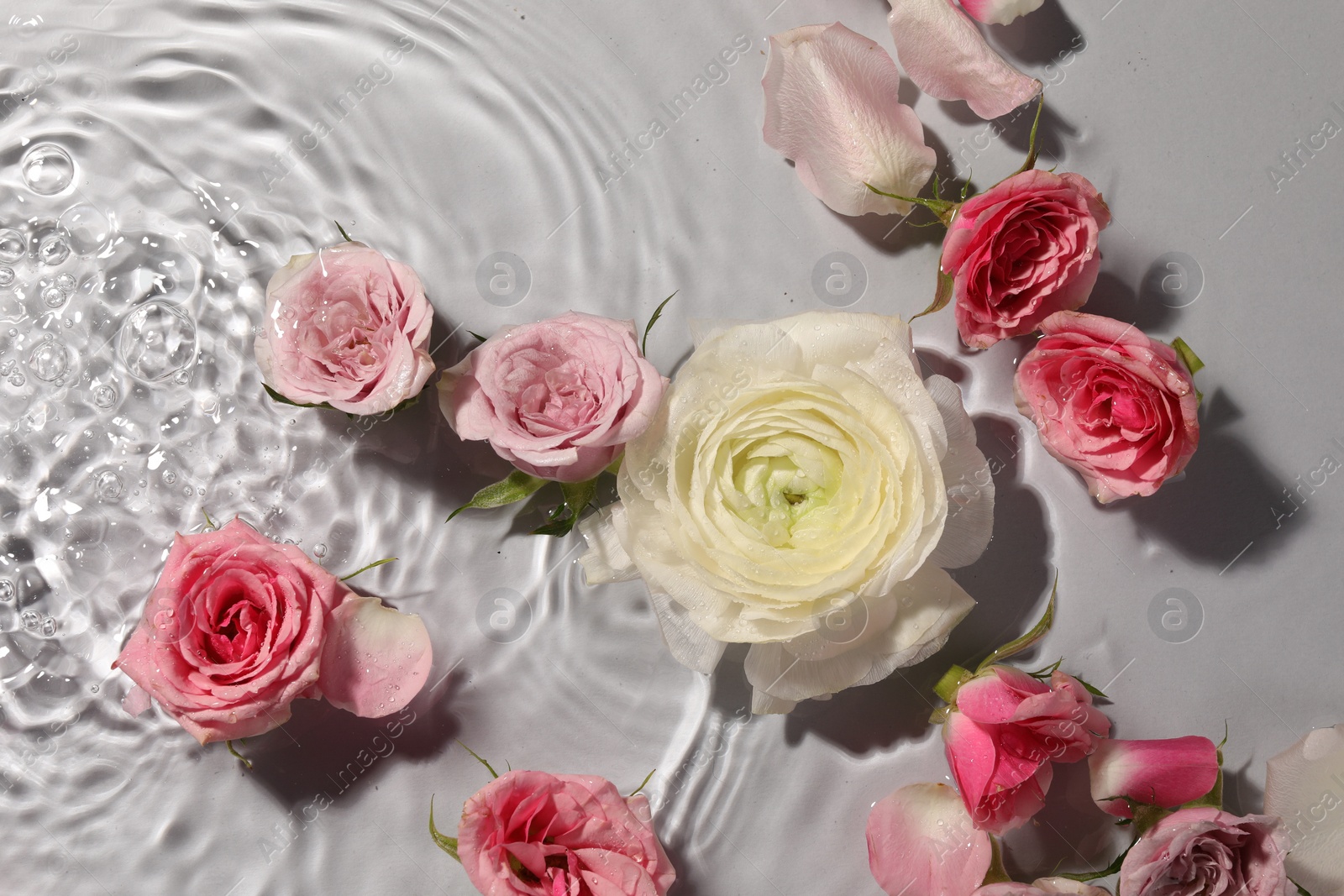 Photo of Beautiful roses and petals in water on white background, top view