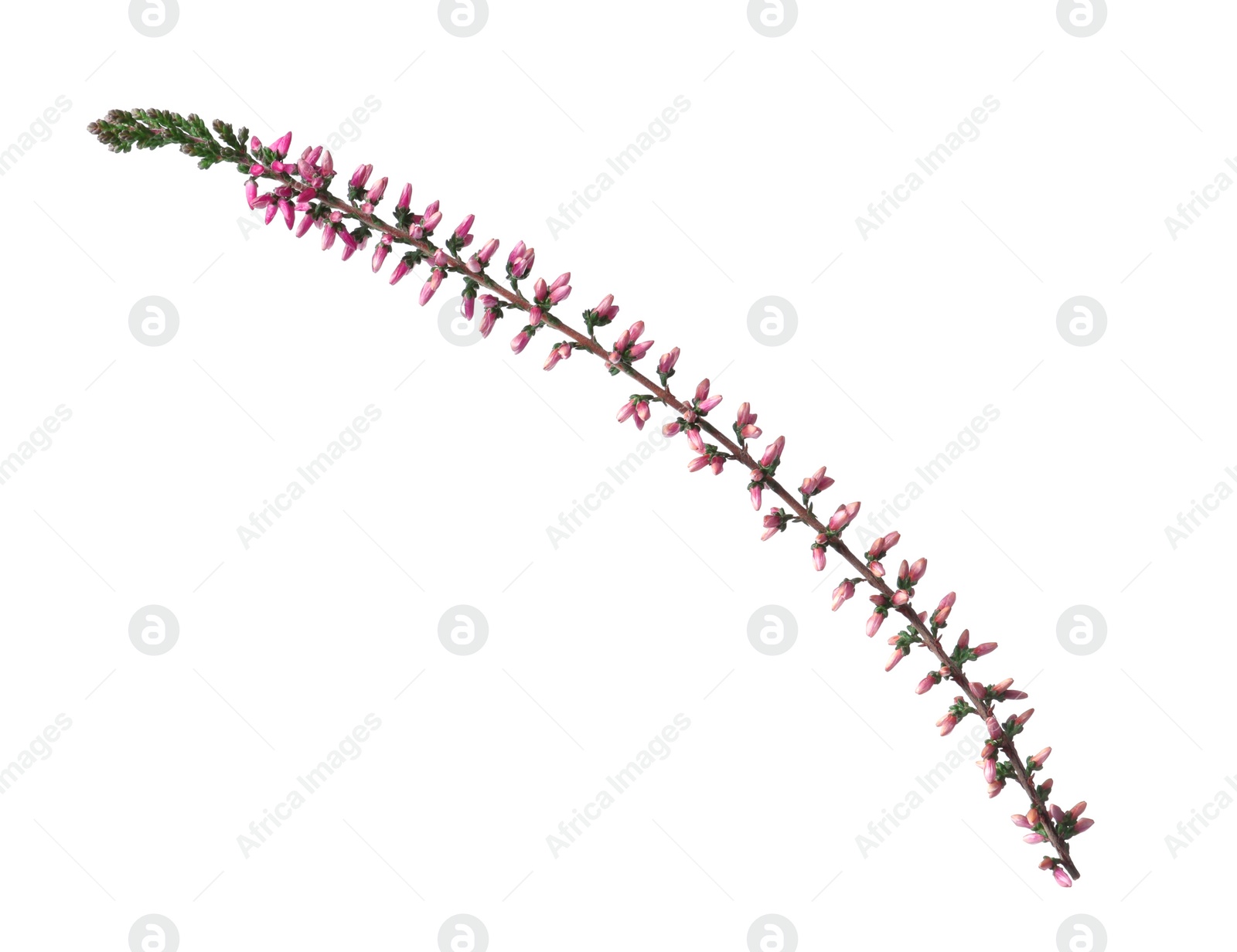 Photo of Sprig of heather with beautiful flowers isolated on white