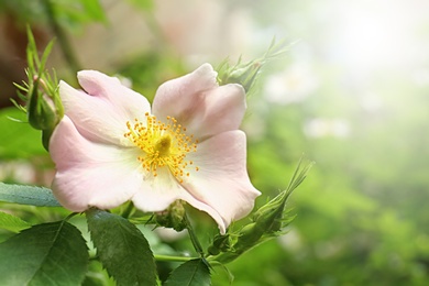 Photo of Beautiful pink brier flower in spring garden. Space for text