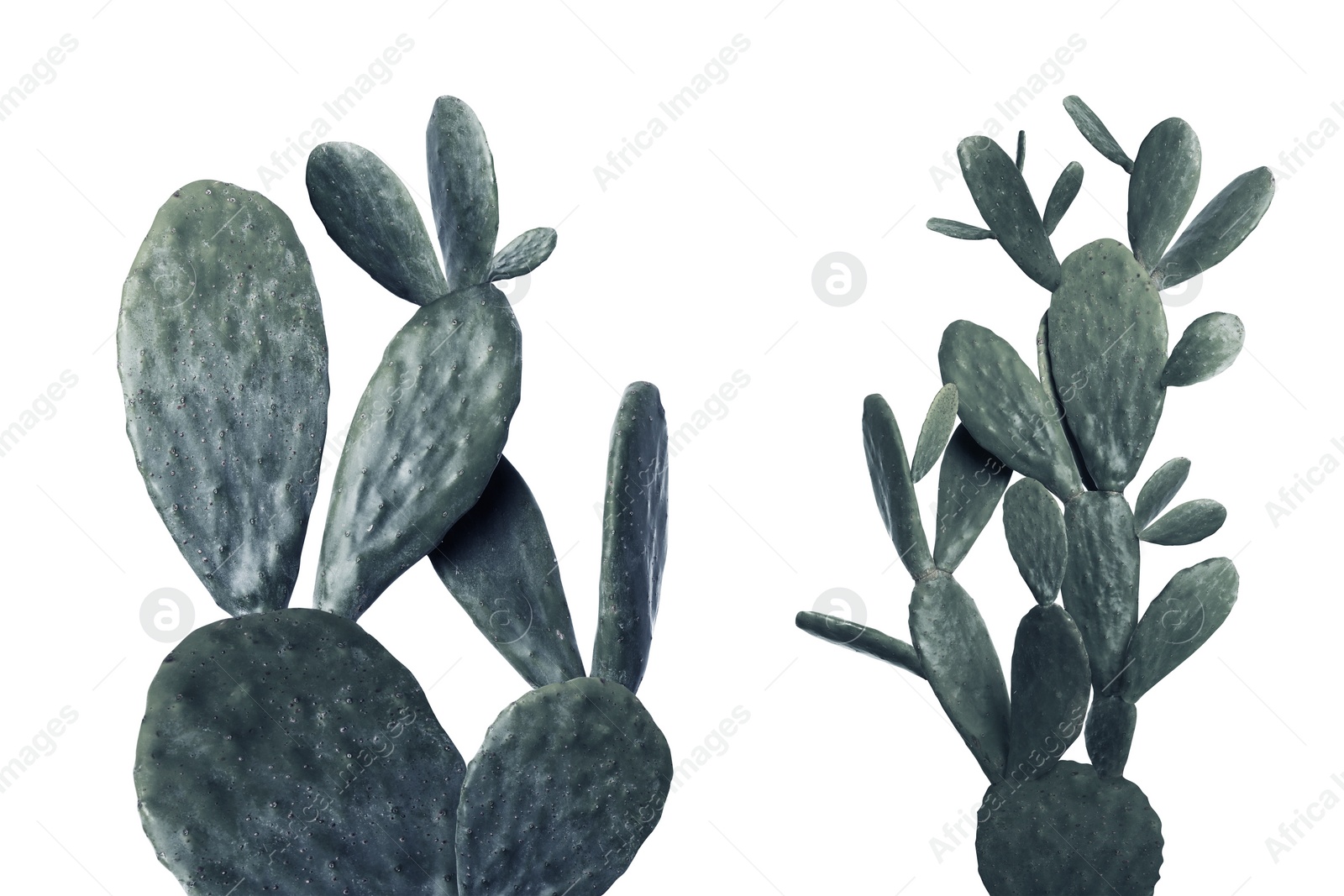 Image of Beautiful cactuses on white background. Color toned