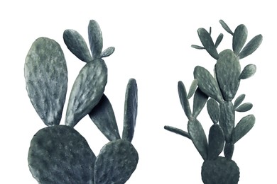 Beautiful cactuses on white background. Color toned